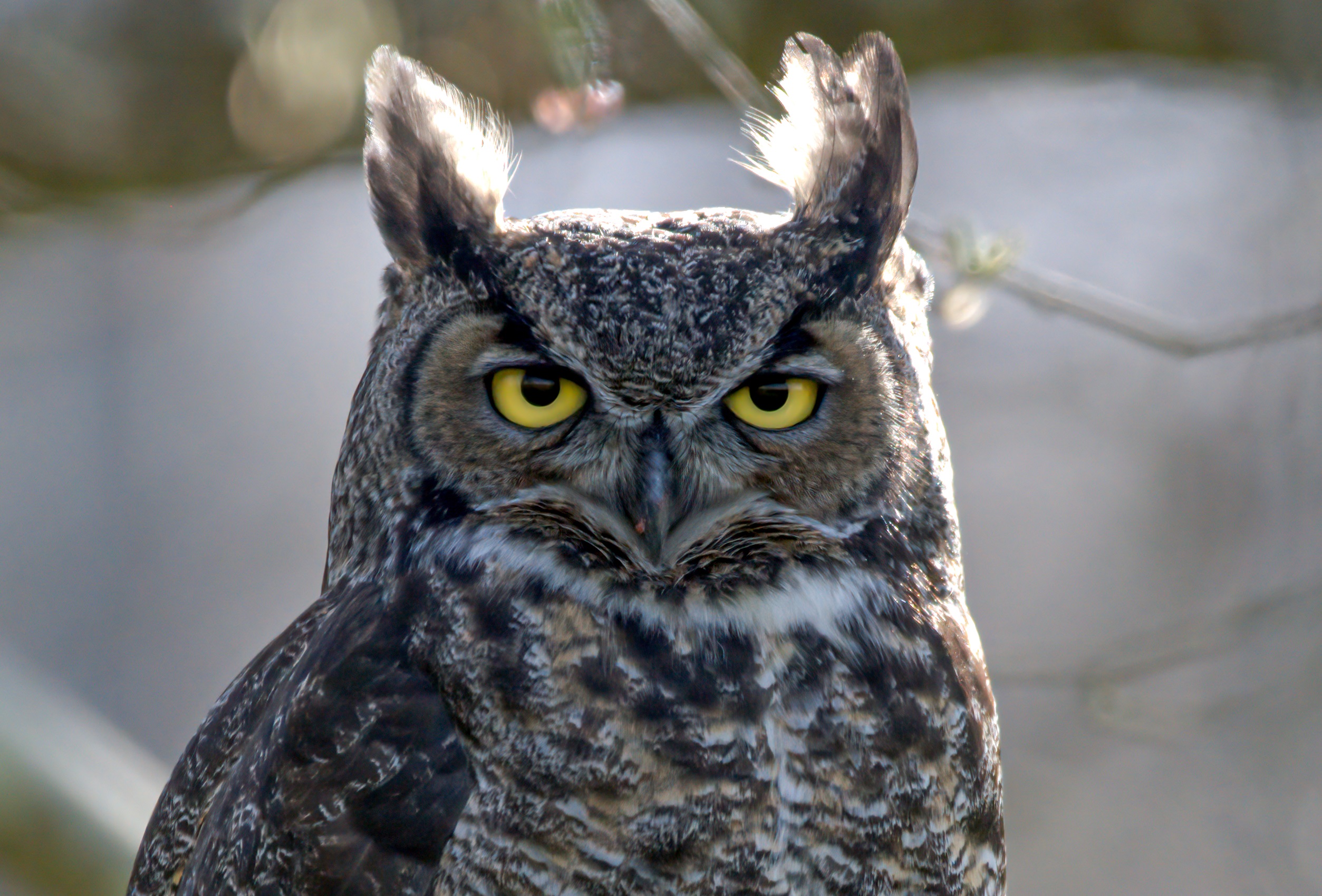 JakeBonello_USFWS_GreatHorned Owl.jpg FWS.gov